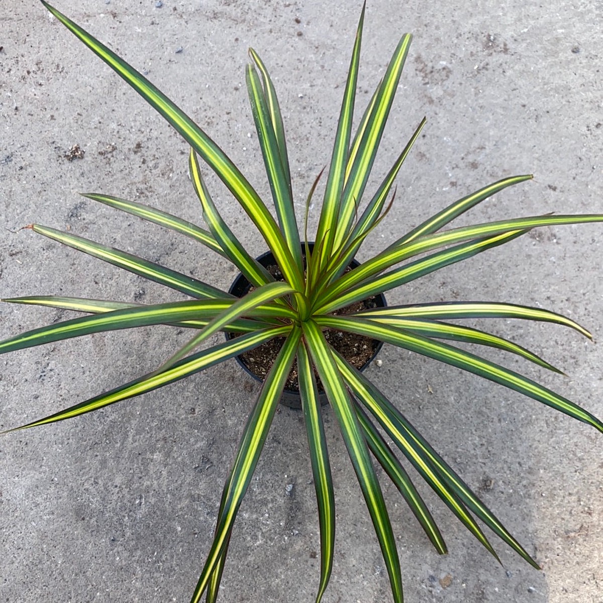Dracaena marginata Kiwi