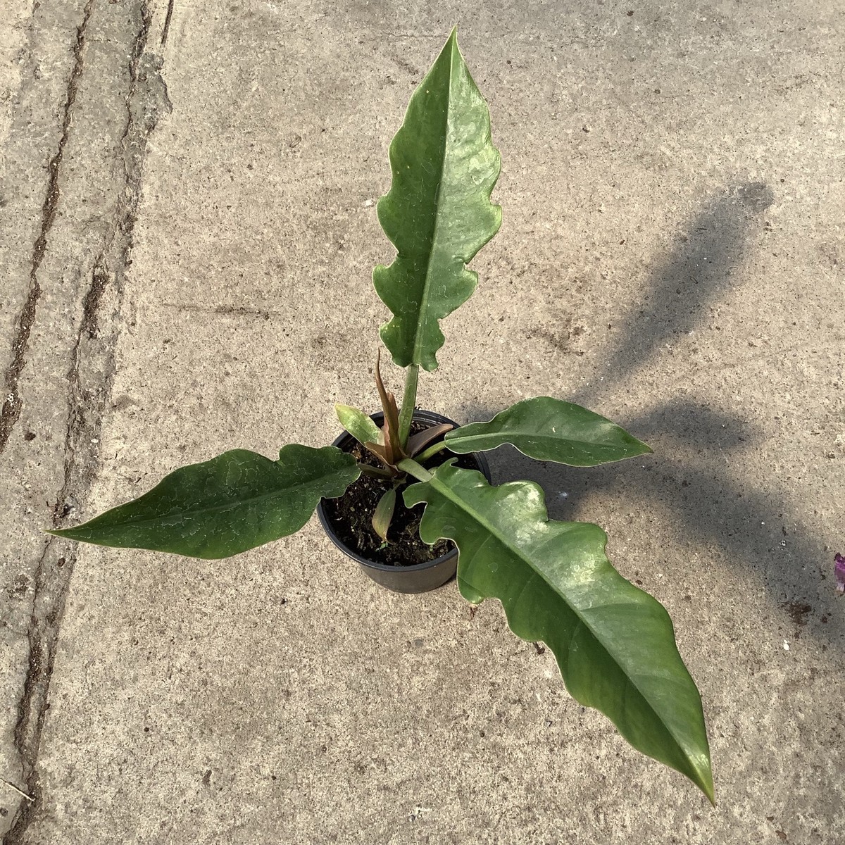 Philodendron 'Narrow'