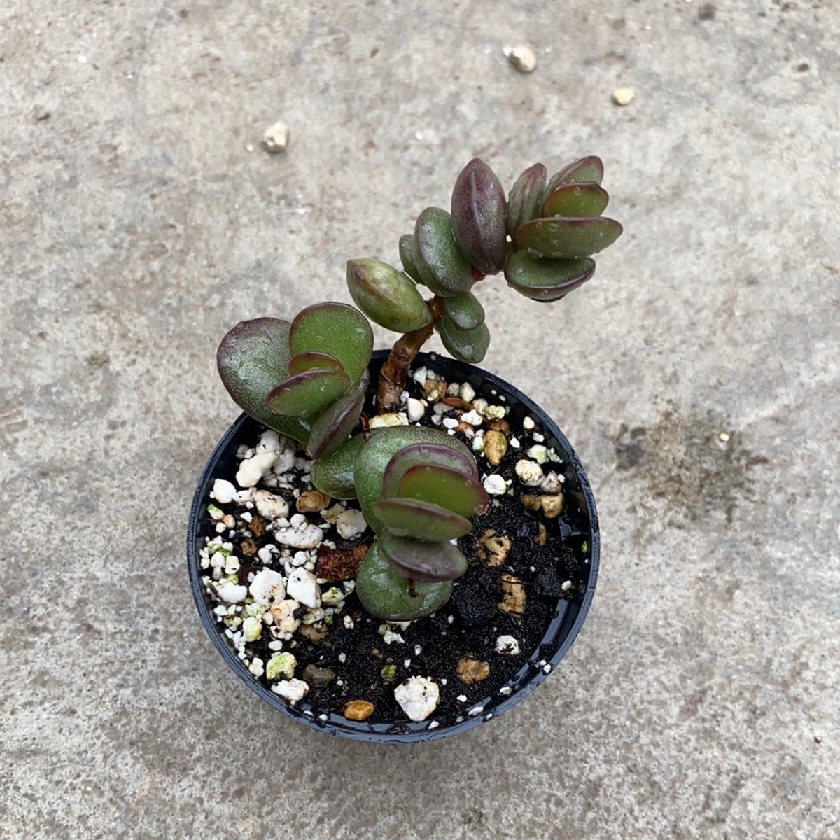 Adromischus subdistichus