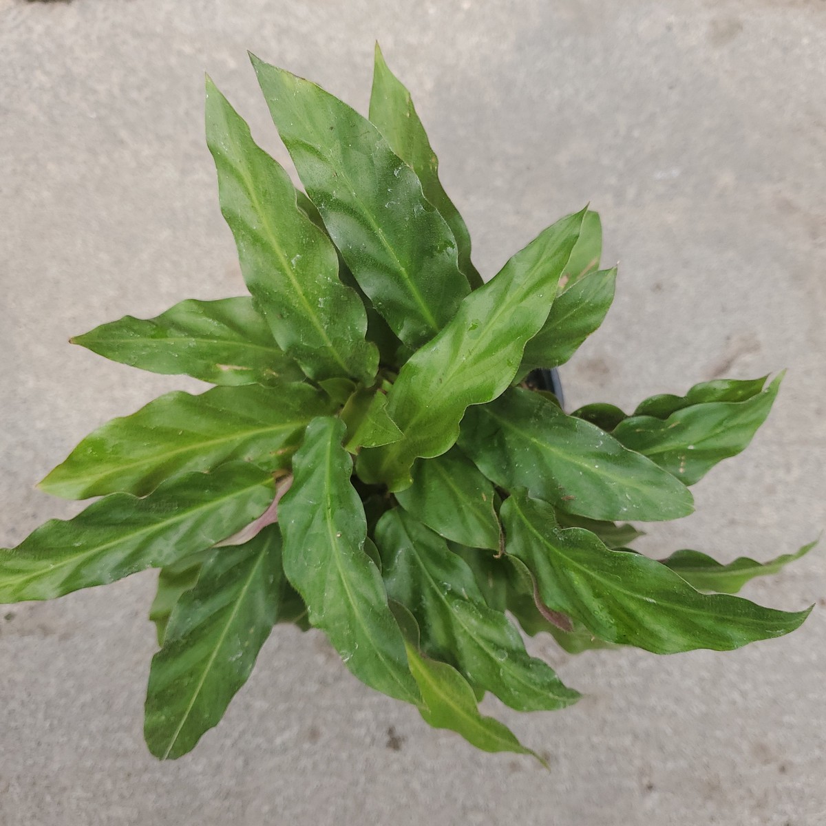 Calathea rufabarba