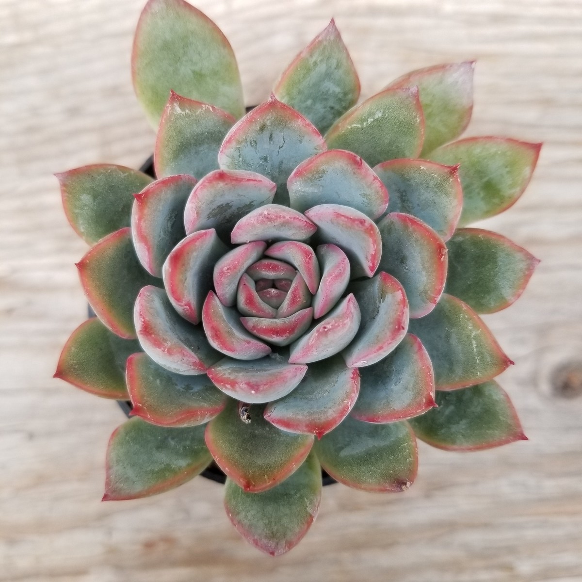 Echeveria pulidonis