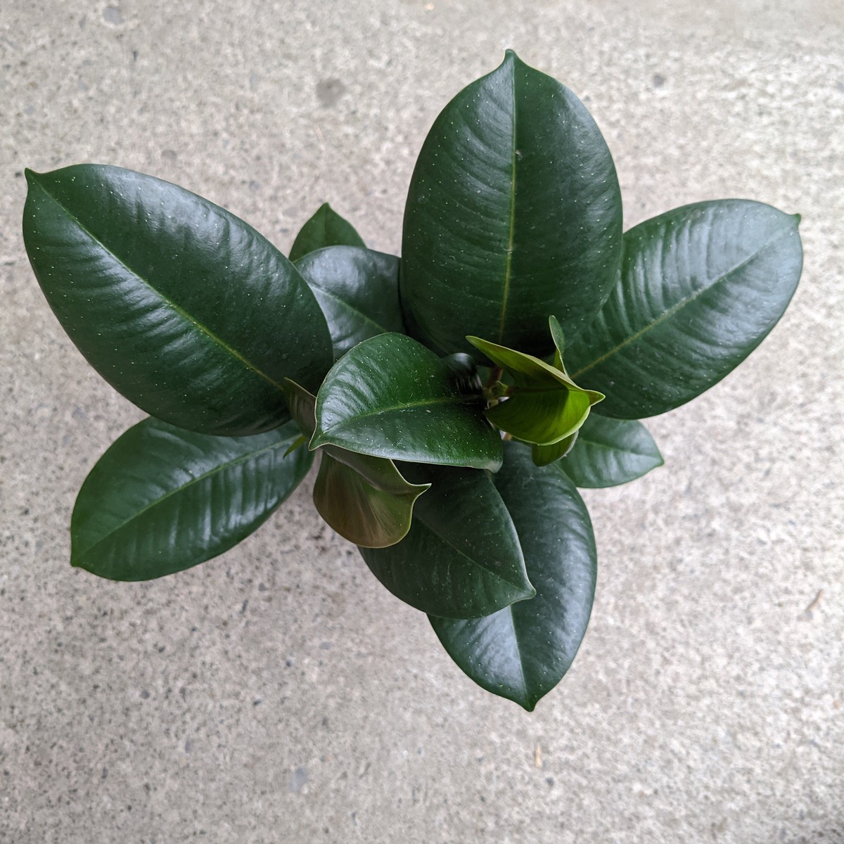 Ficus elastica