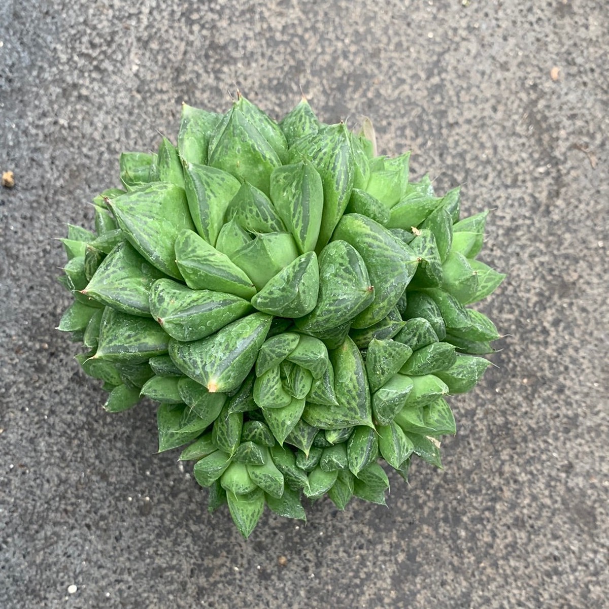 Haworthia cymbiformis var. Compacta