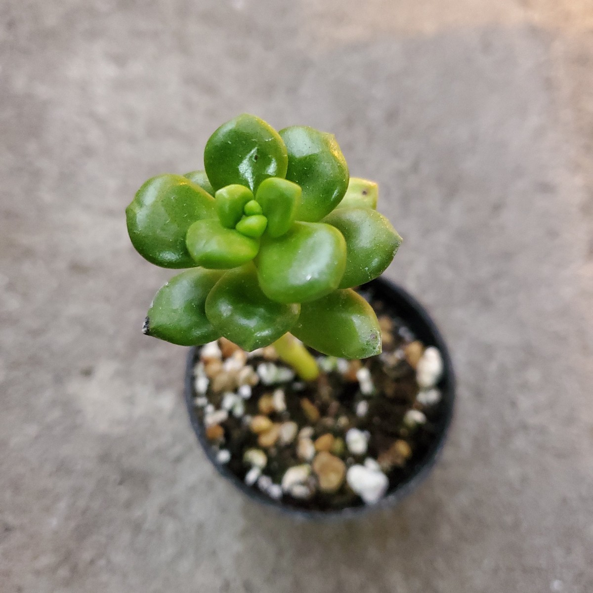 Sedum lucidum