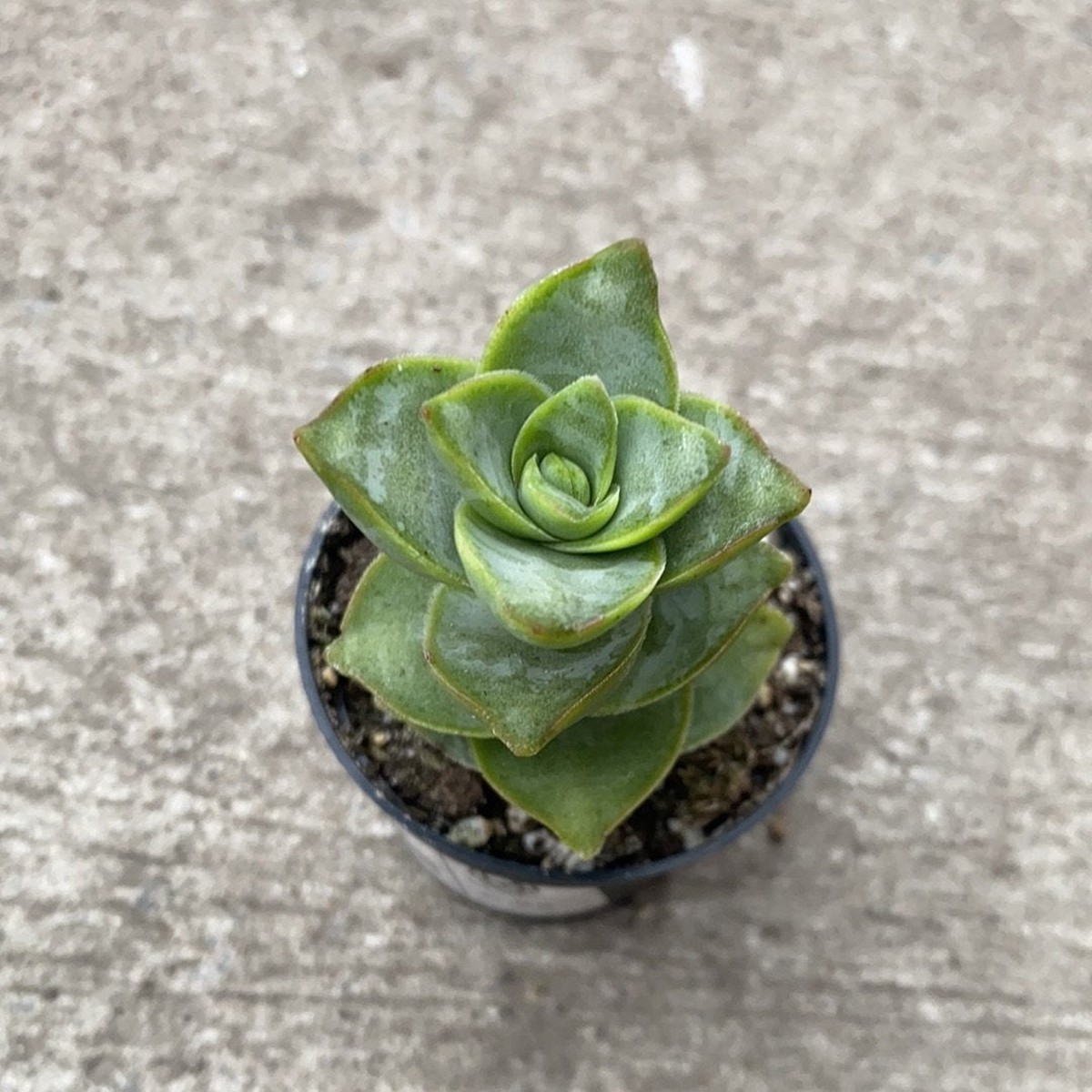 Crassula perforata "Conjuncta"