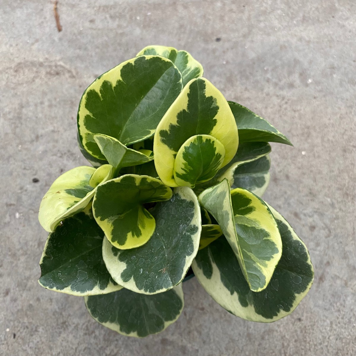 Peperomia obtusifolia f. variegata