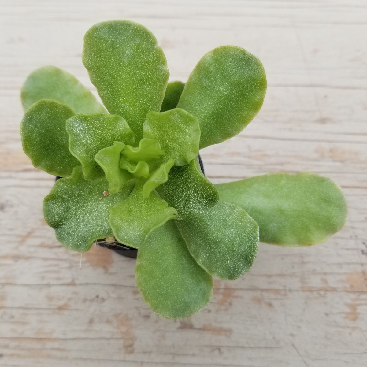 Adromischus sphenophyllus