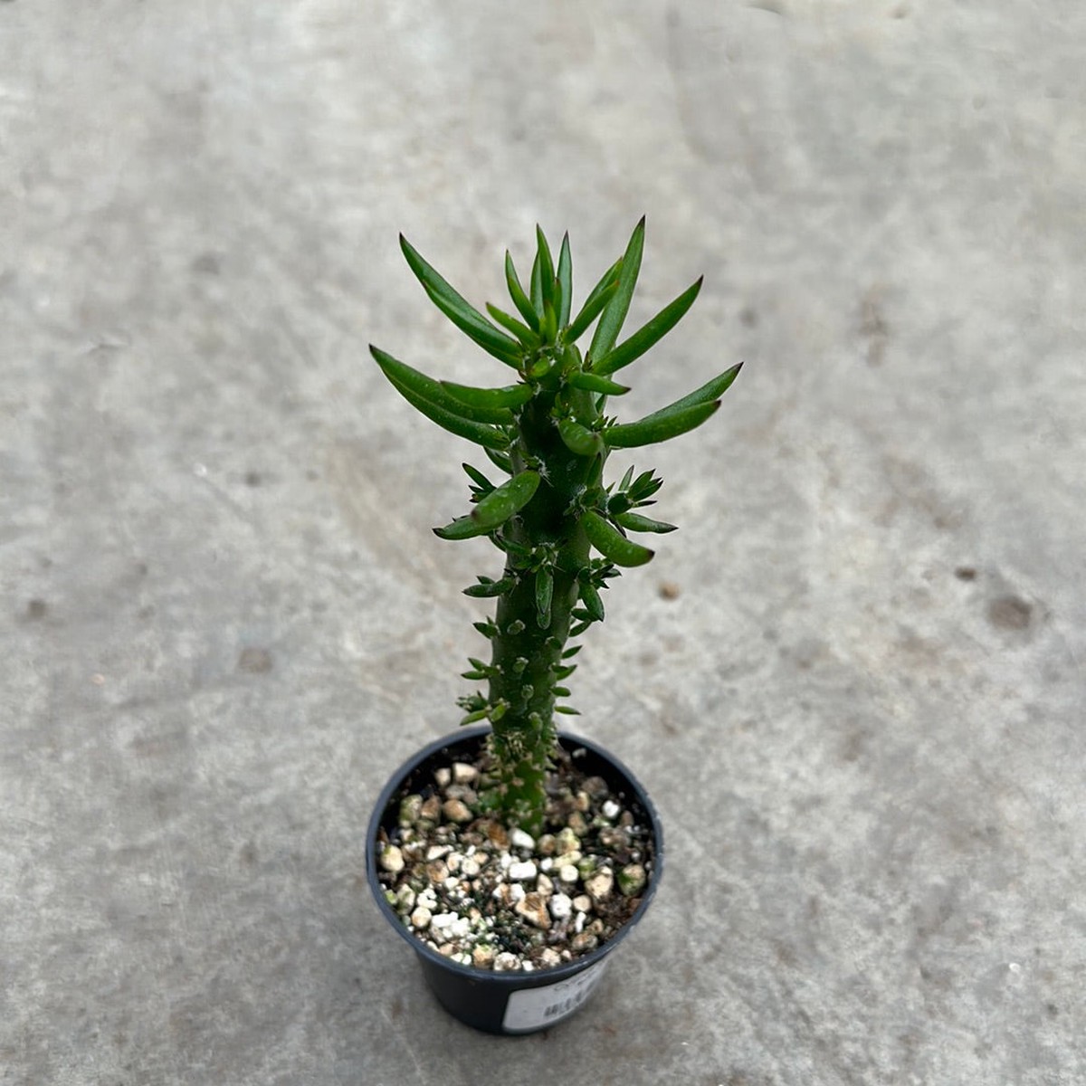 Austrocylindropuntia subulata