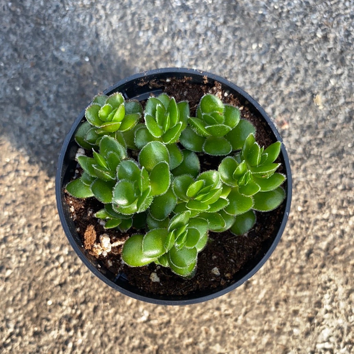 Crassula 'David'