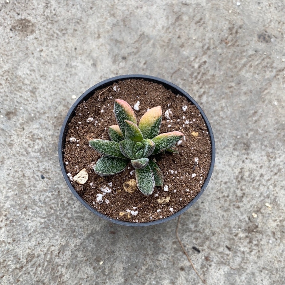 Crassula justi-corderoyi f. variegata