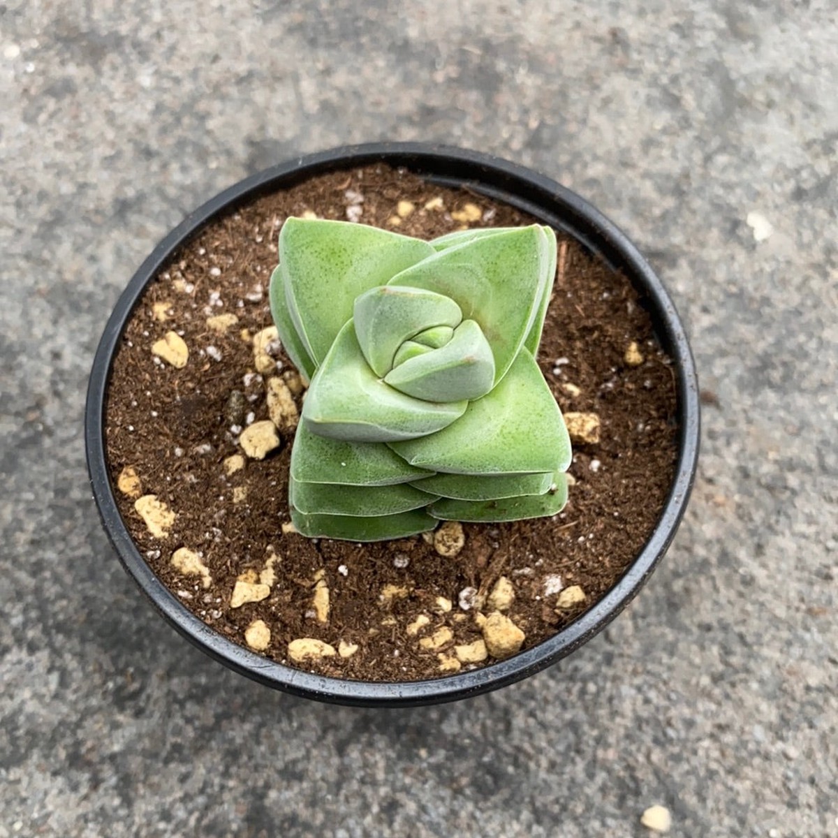 Crassula 'Moonglow'