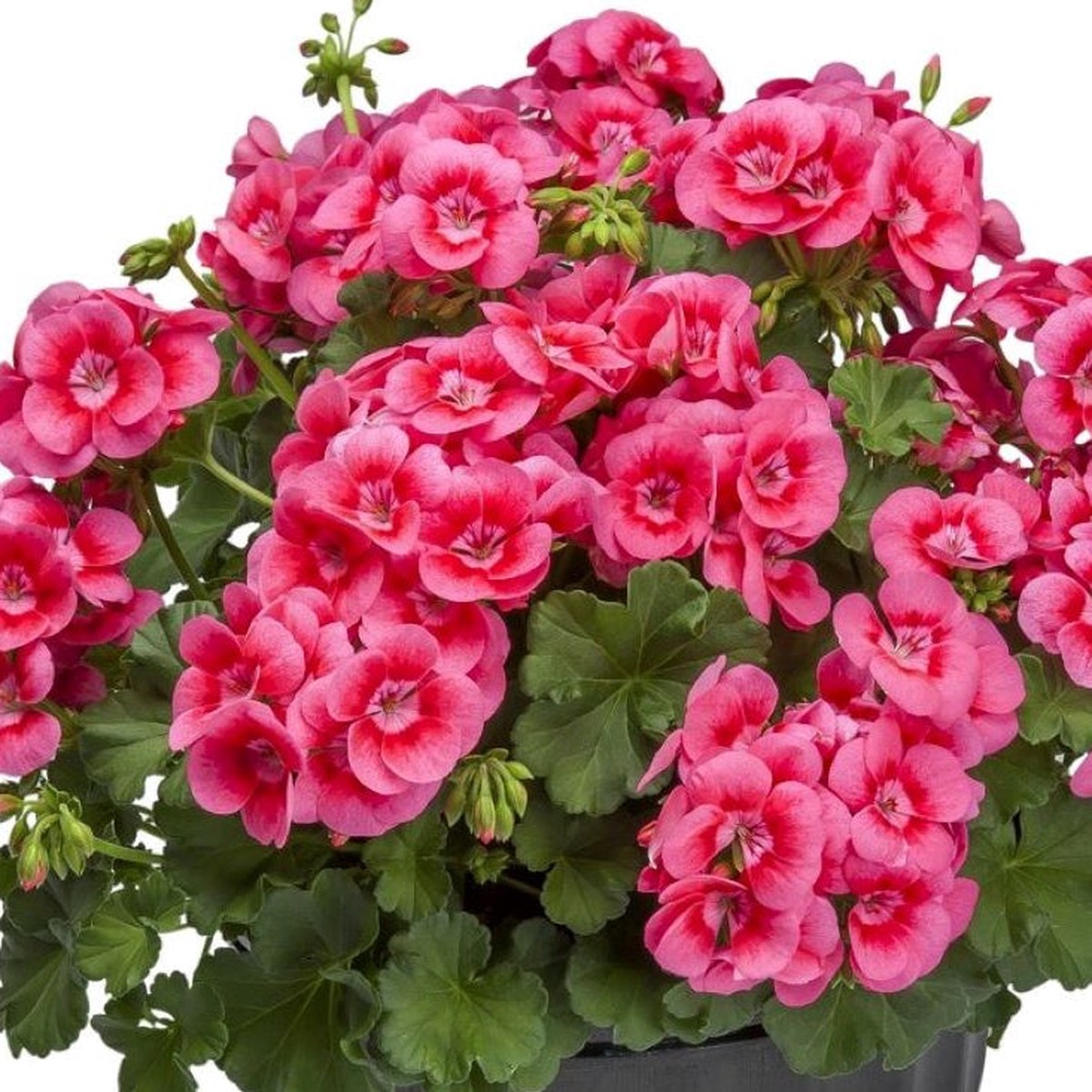 Geranium Pretty Little Pink Splash (Rose Bicolor)