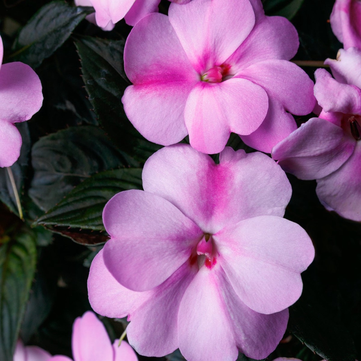 Impatiens SunPatiens Compact Lavender Splash (Lavande)