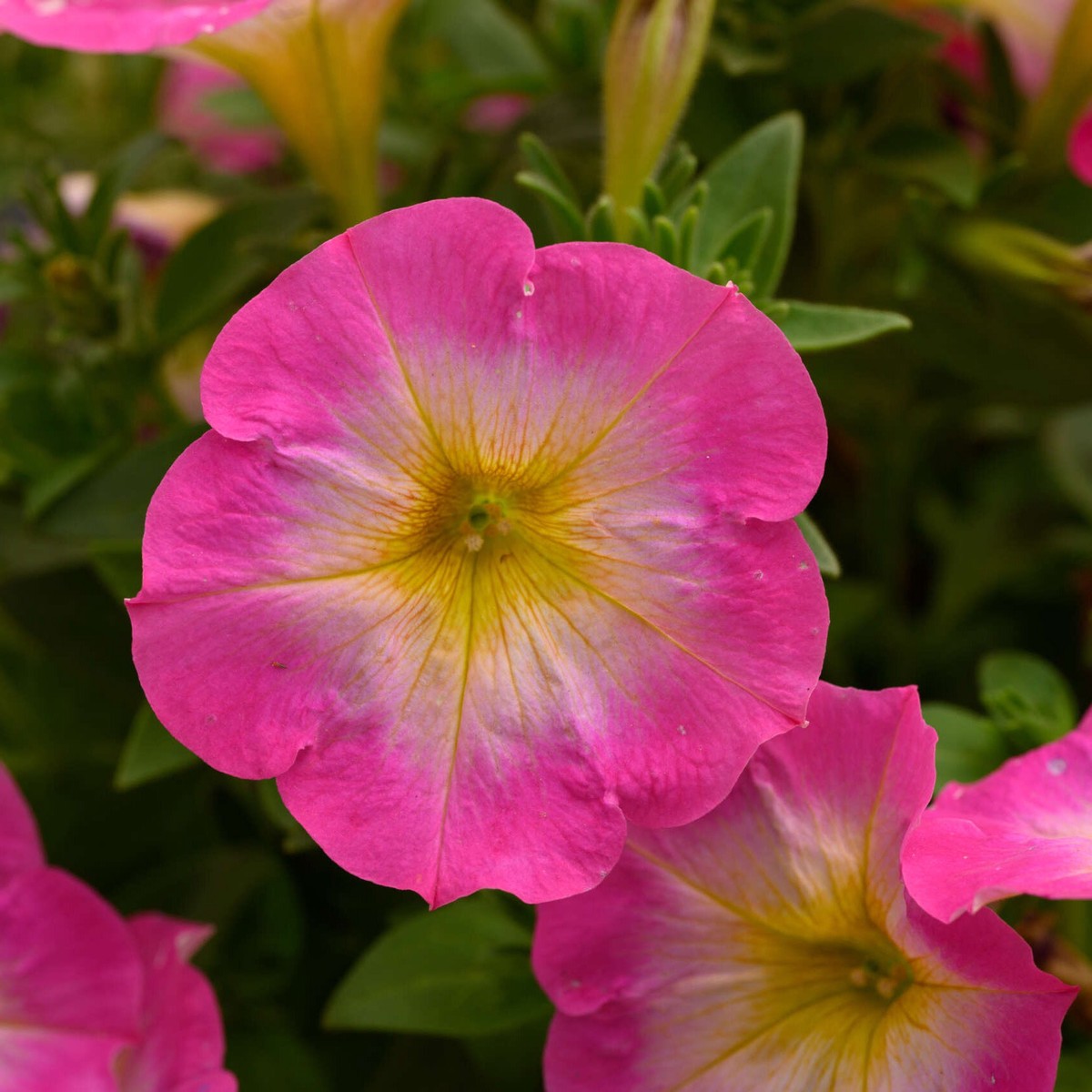 Petunia Capella Pink Morn (Rose cur jaune)
