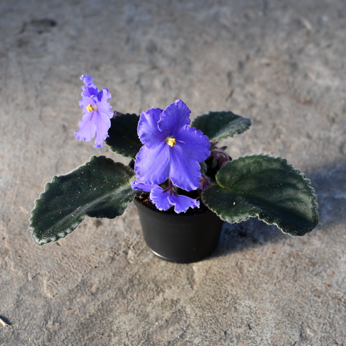 Saintpaulia (violette africaine) 'Peridot Sky Titan'