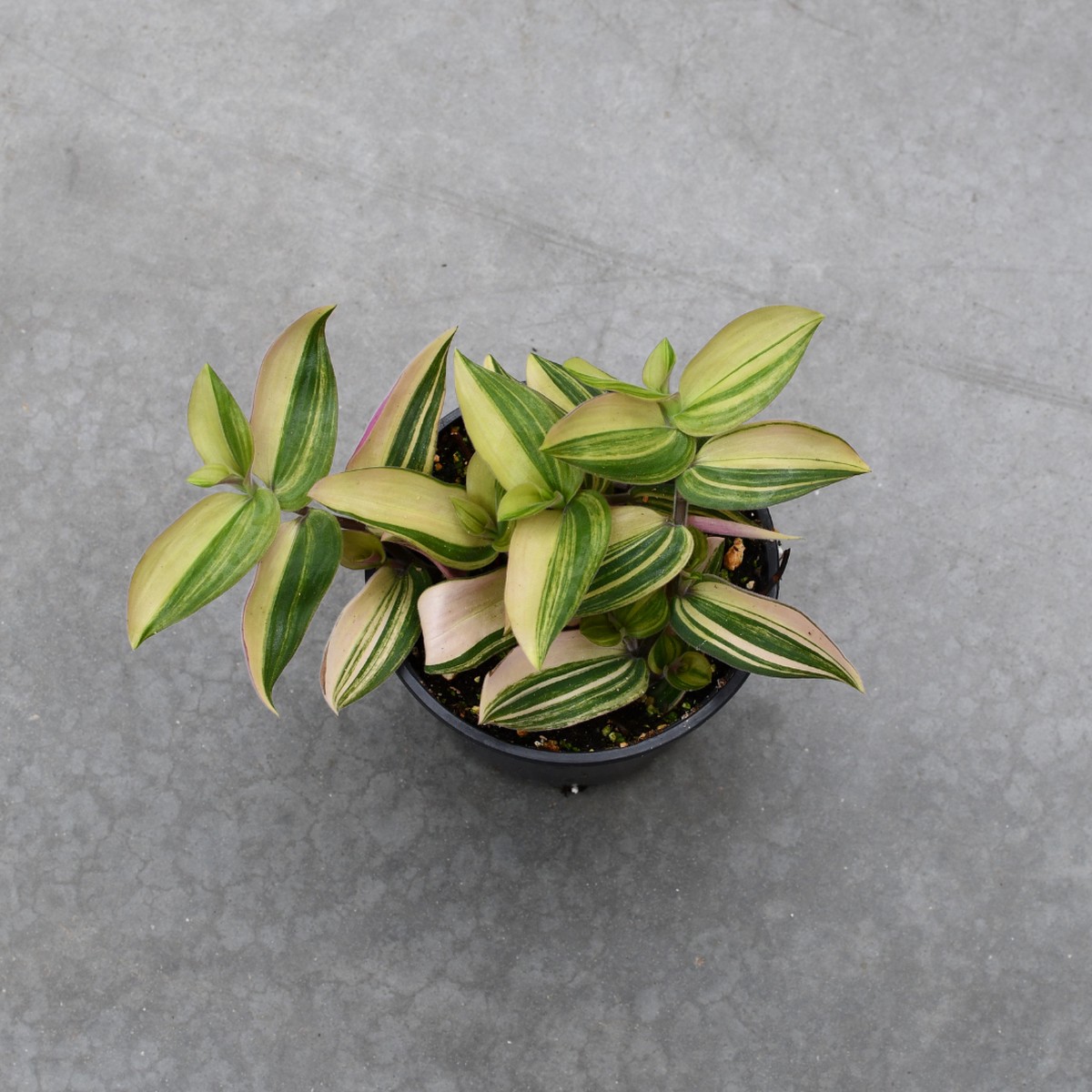 Tradescantia 'Bunny Bellies' variegata