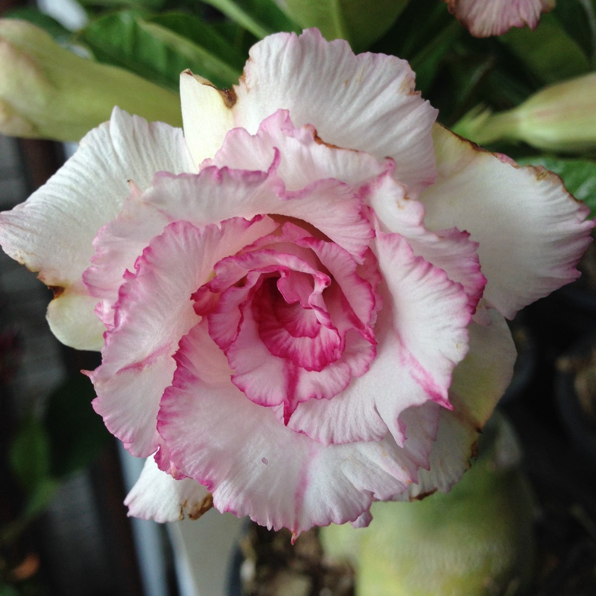 Adenium 'Carnation'