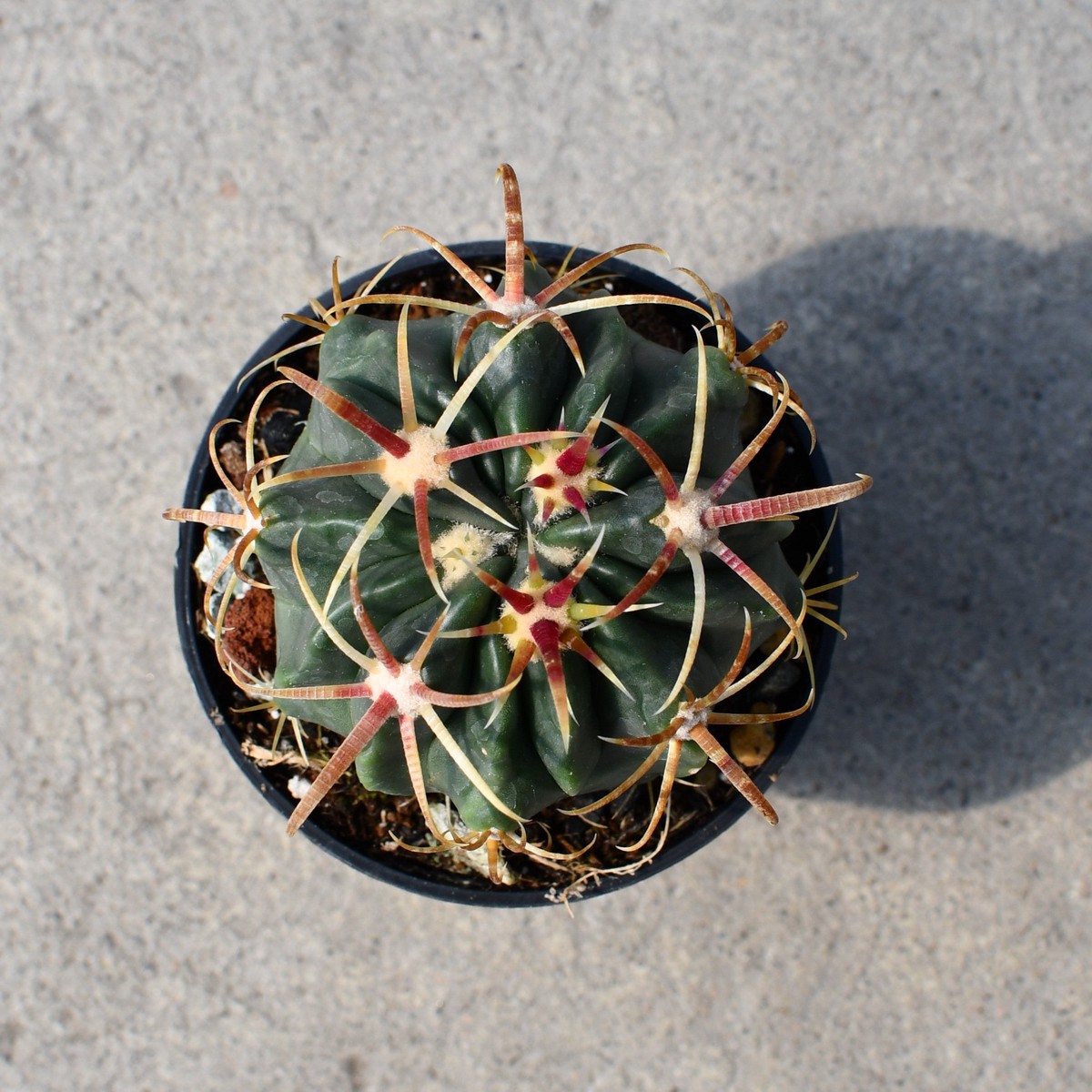 Ferocactus latispinus
