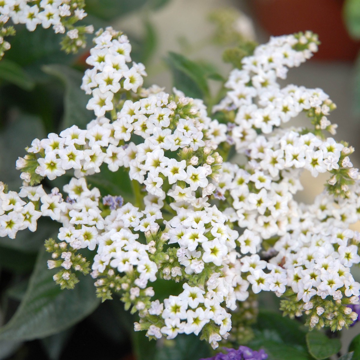Heliotrope Marino White (Blanc)