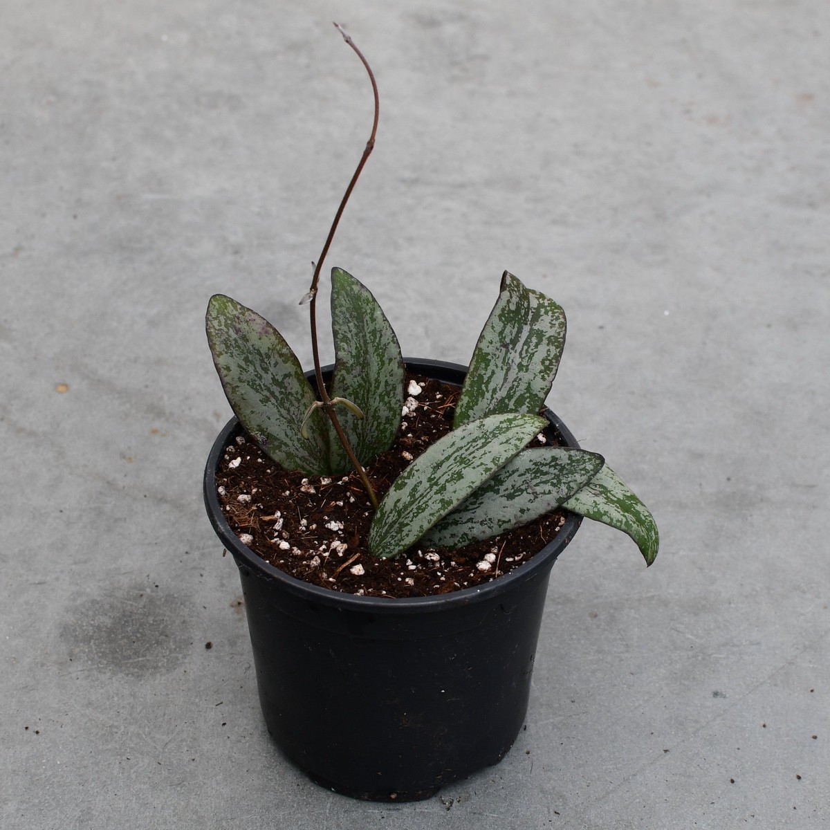 Hoya sigillatis 'Silver'