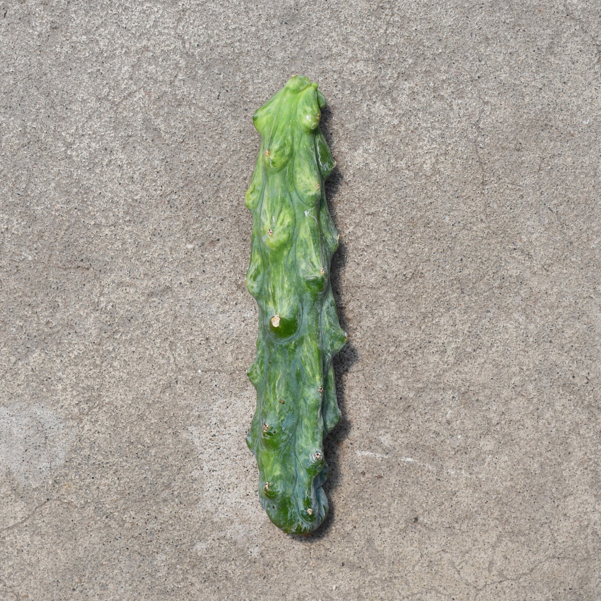 Myrtillocactus geometrizans cv. Fukurokuryuzinboku variegata