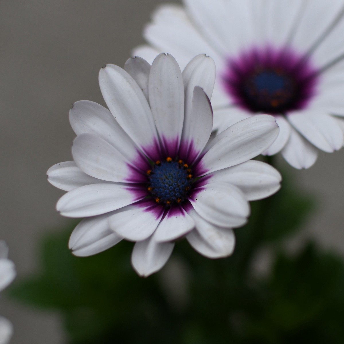 Osteospermum Besties Trusty Amethyst (Blanche cur mauve)