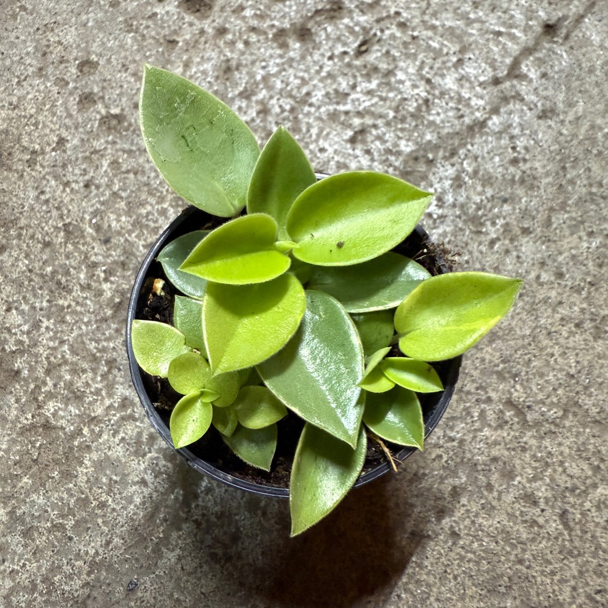 Peperomia orbea 'Pixie Lime'