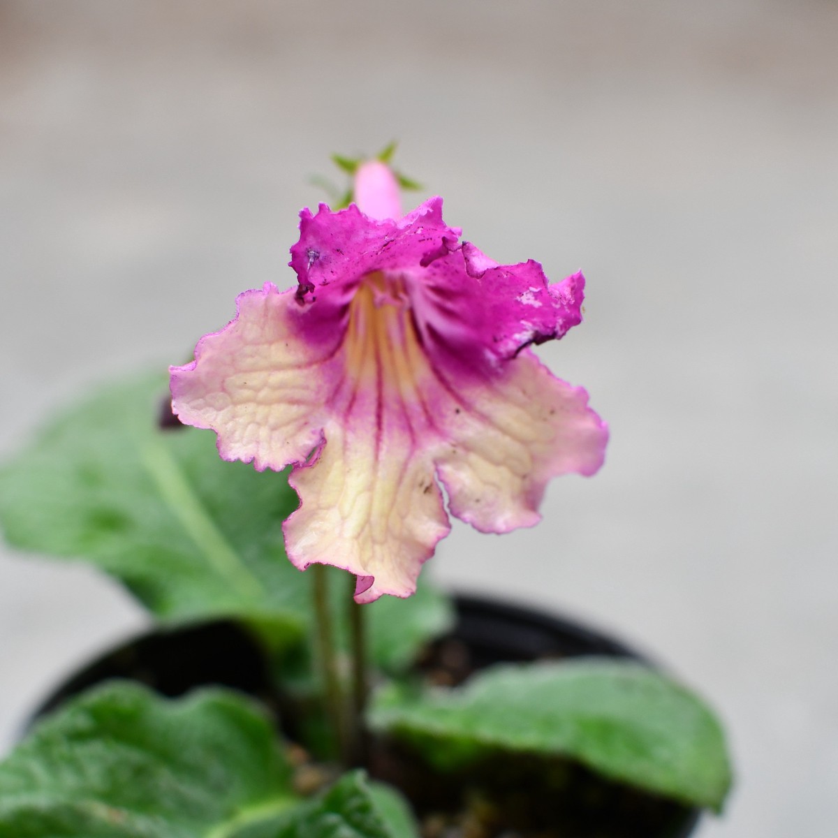 Streptocarpus Ladyslipper 'Yellow Pink Cap'