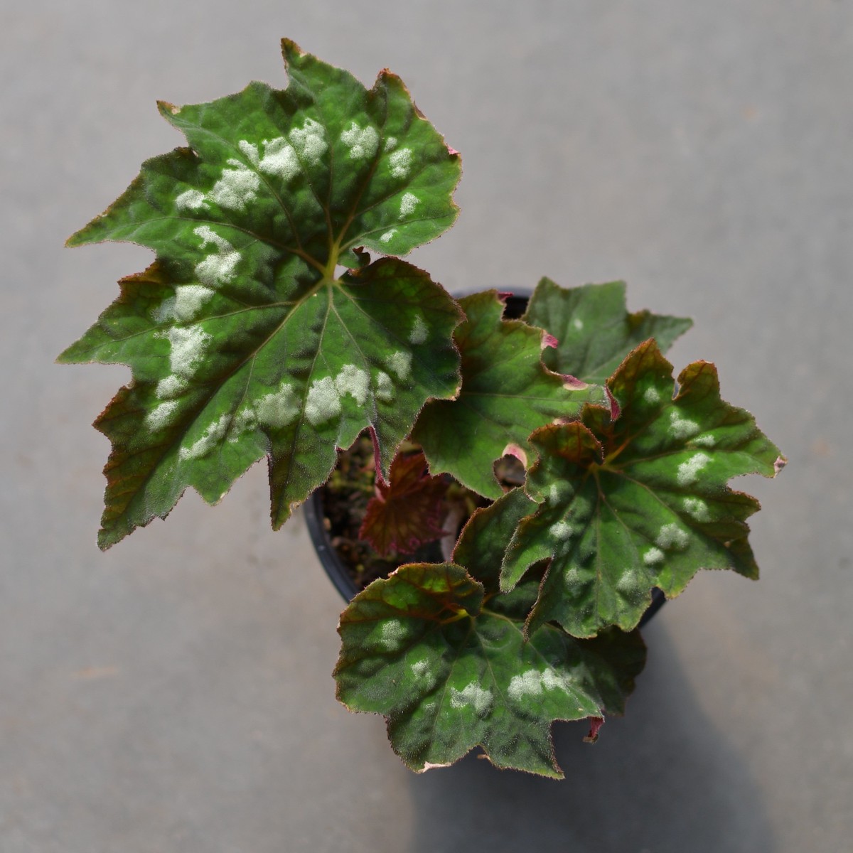 Begonia rex 'Emerald Ring'