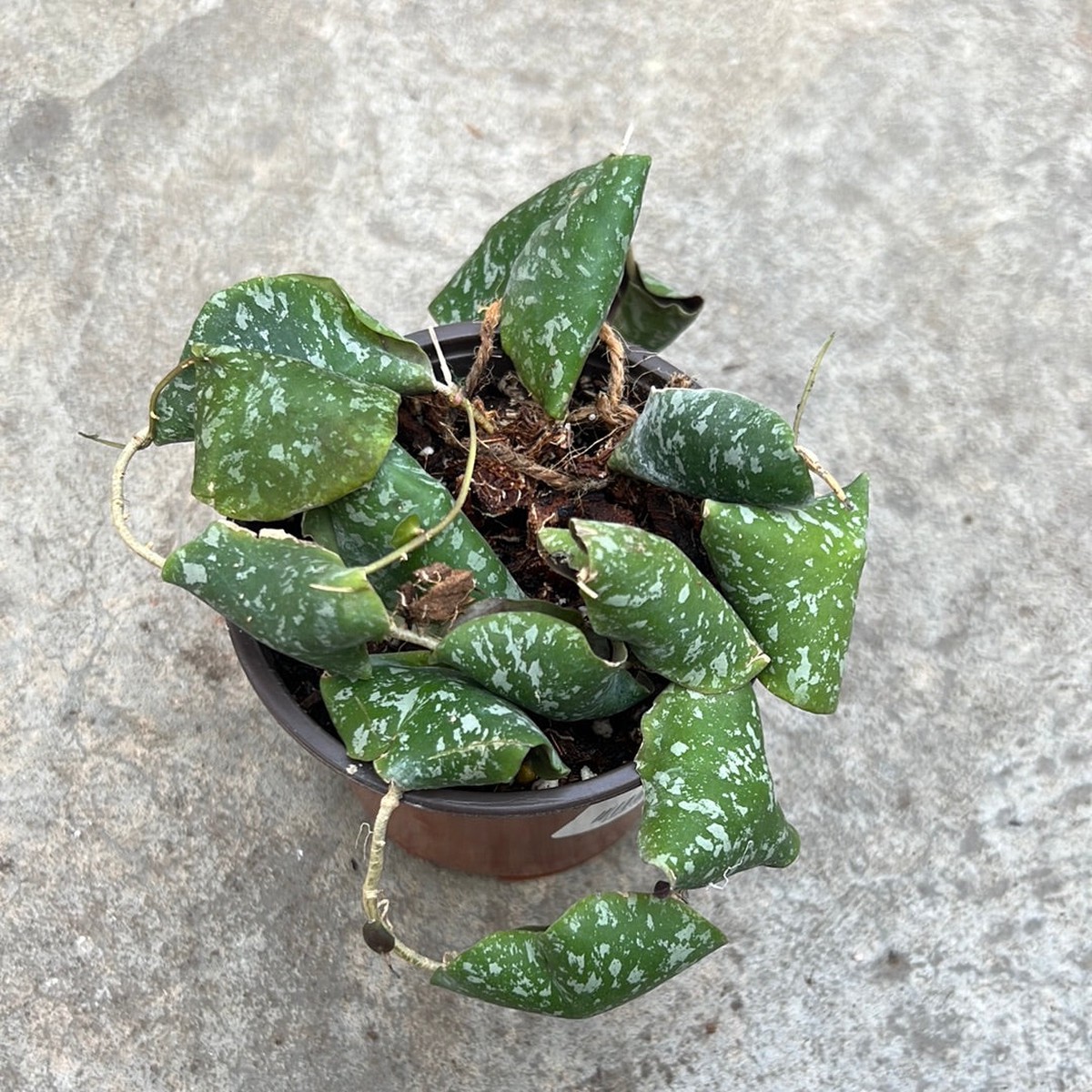 Hoya imbricata