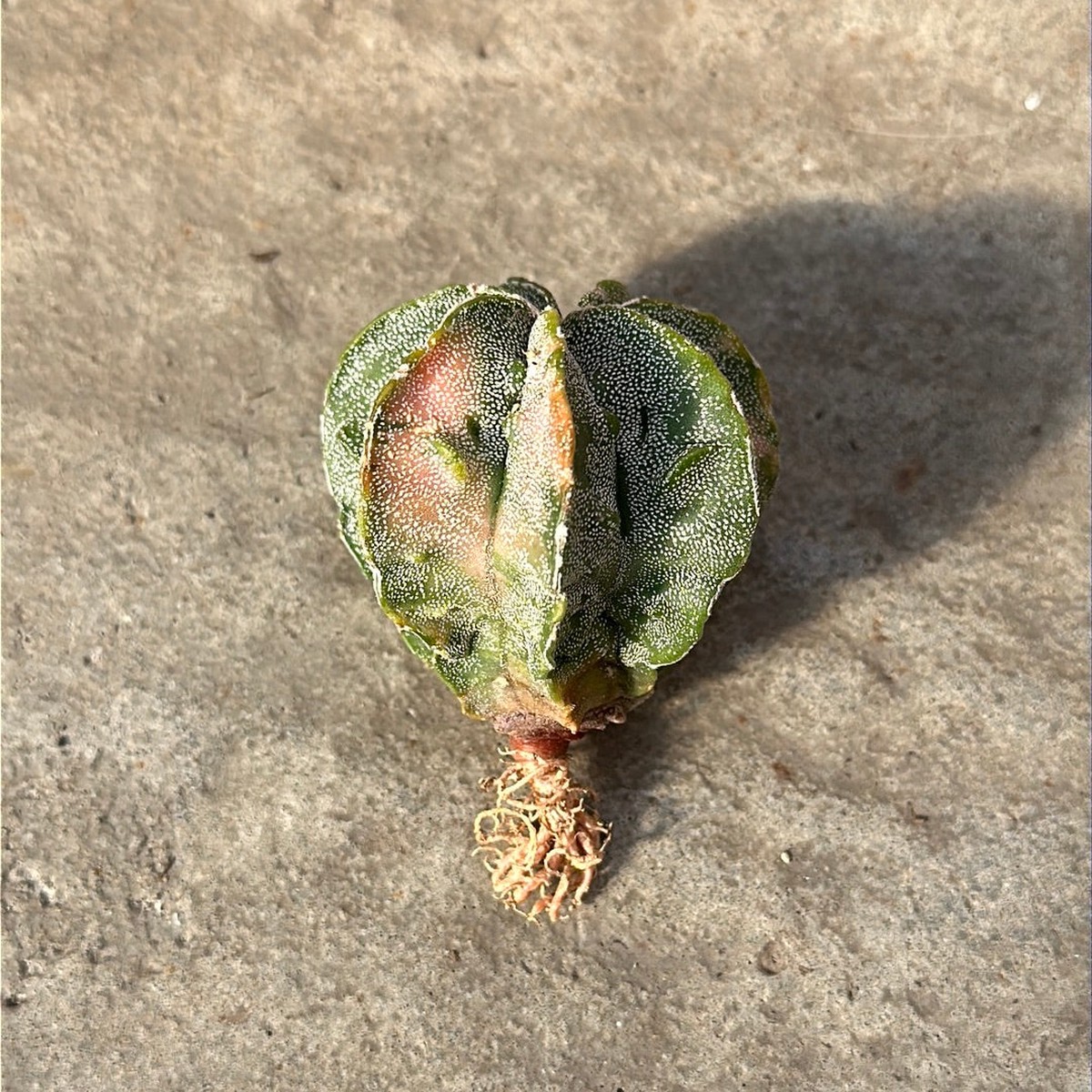 Astrophytum myriostigma cv. Fukuryu f. variegata
