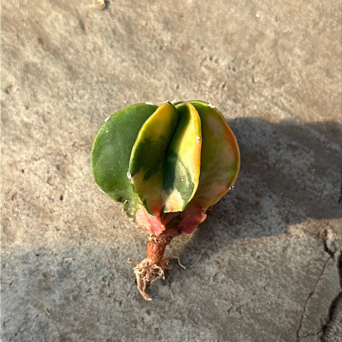 Astrophytum myriostigma var. multicostatum Haku-jo f. variegata
