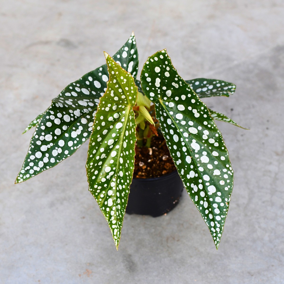 Begonia maculata 'Double dot'