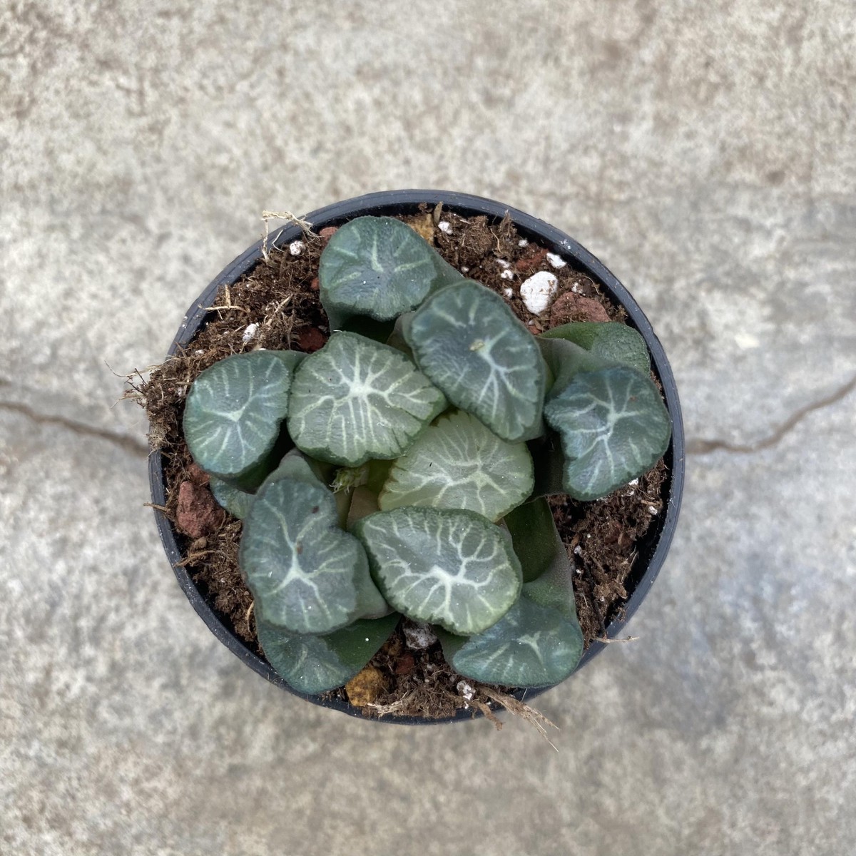 Haworthia maughanii 'Fountain of Our Lady'