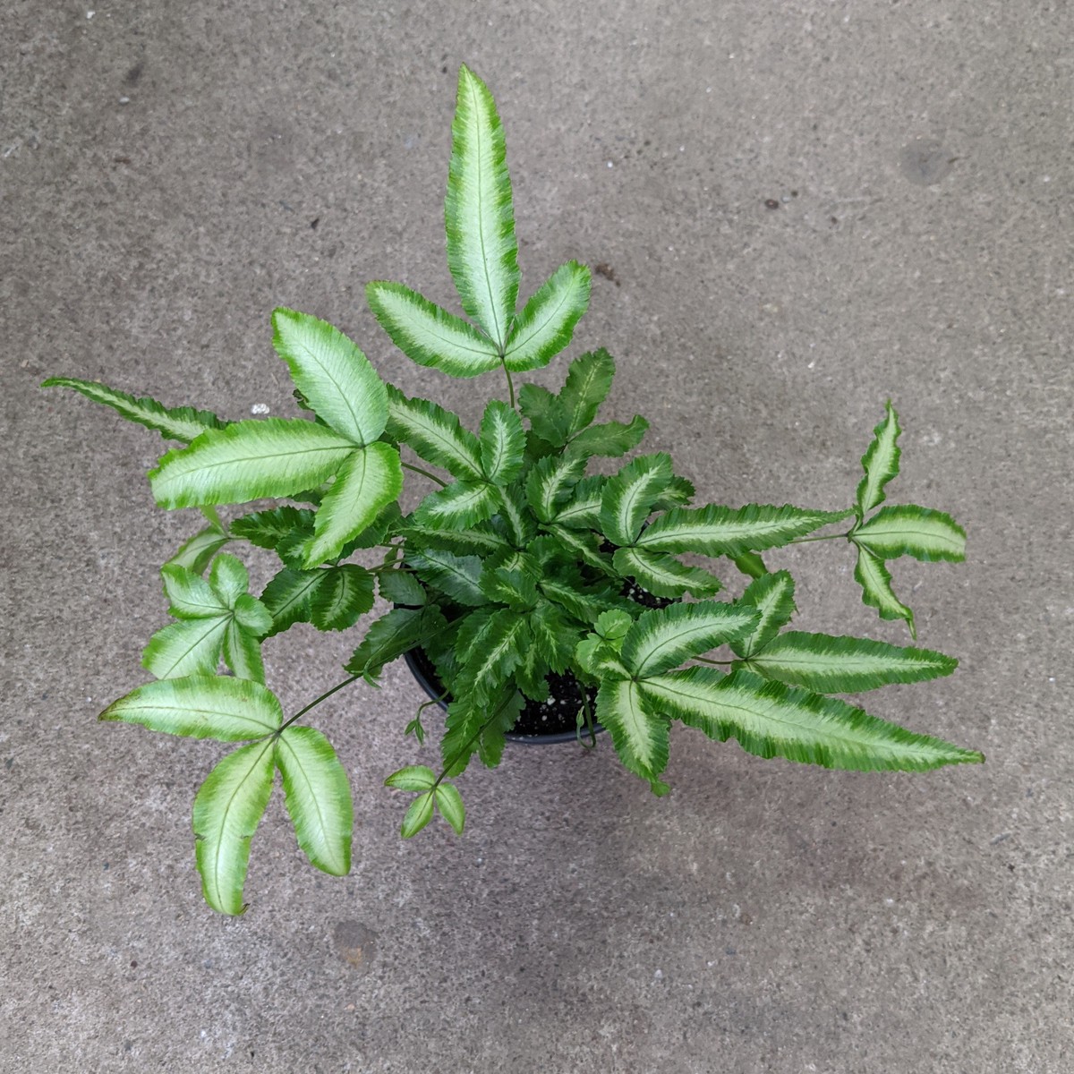 Pteris cretica