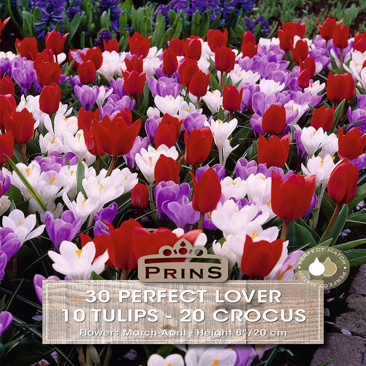Prins Charming Short Stem Perfect Lover Tulip & Crocus Bulbs 30pck