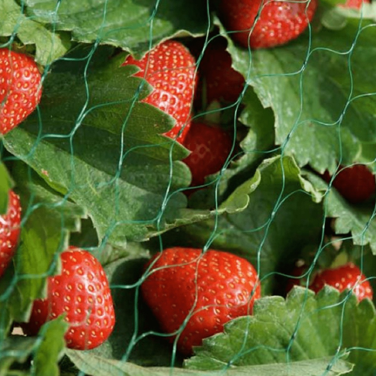 Smart Garden Garden Netting 15mm 2m x 10m