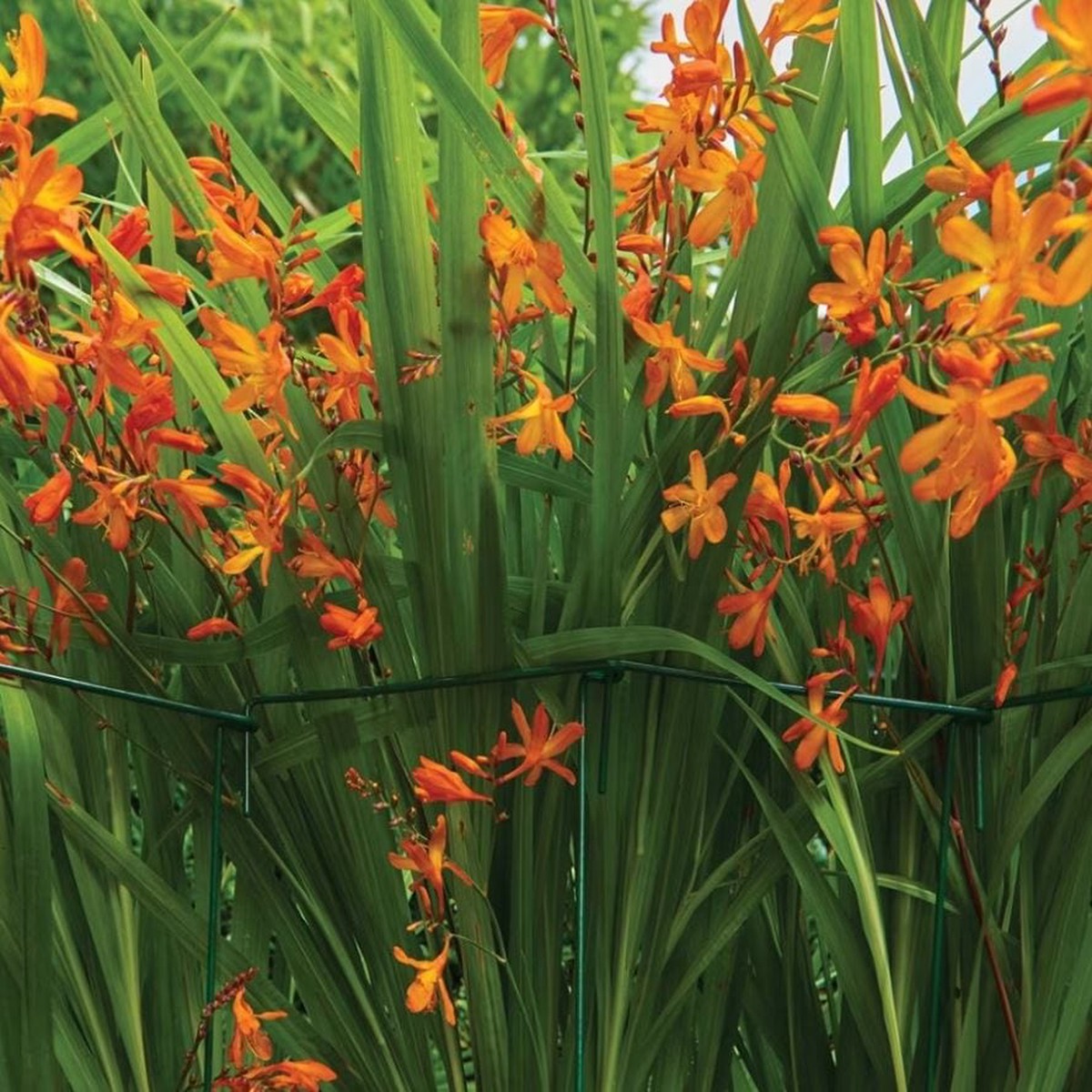 Westland Grow It Plant Link Support - 76cm, 6pk