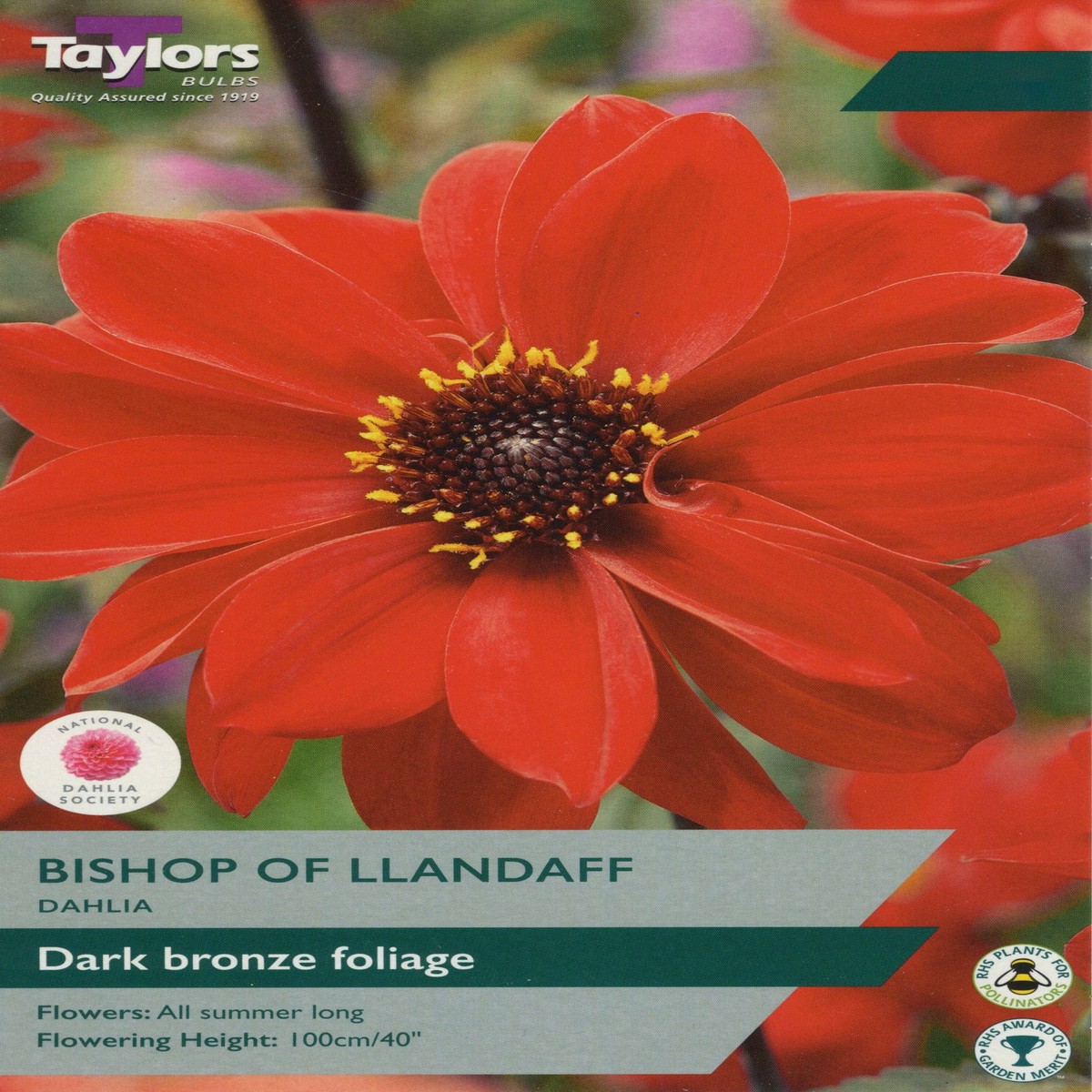 Taylors Dahlia Bishop of LLandaff