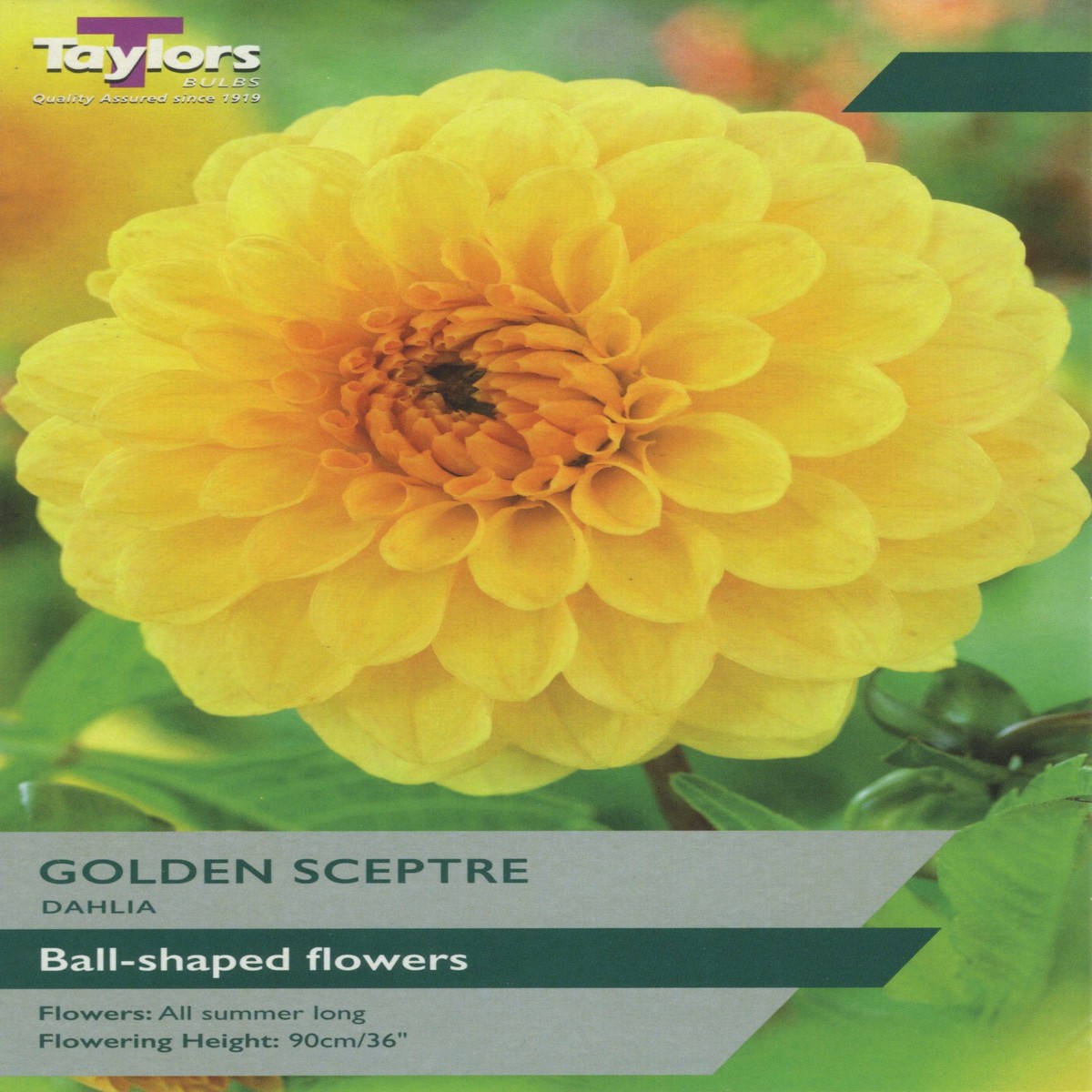 Taylors Dahlia Golden Sceptre
