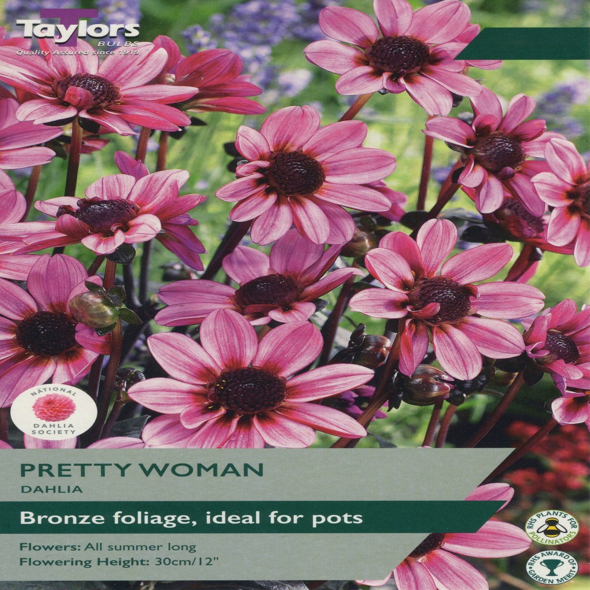 Taylors Dahlia Pretty Woman