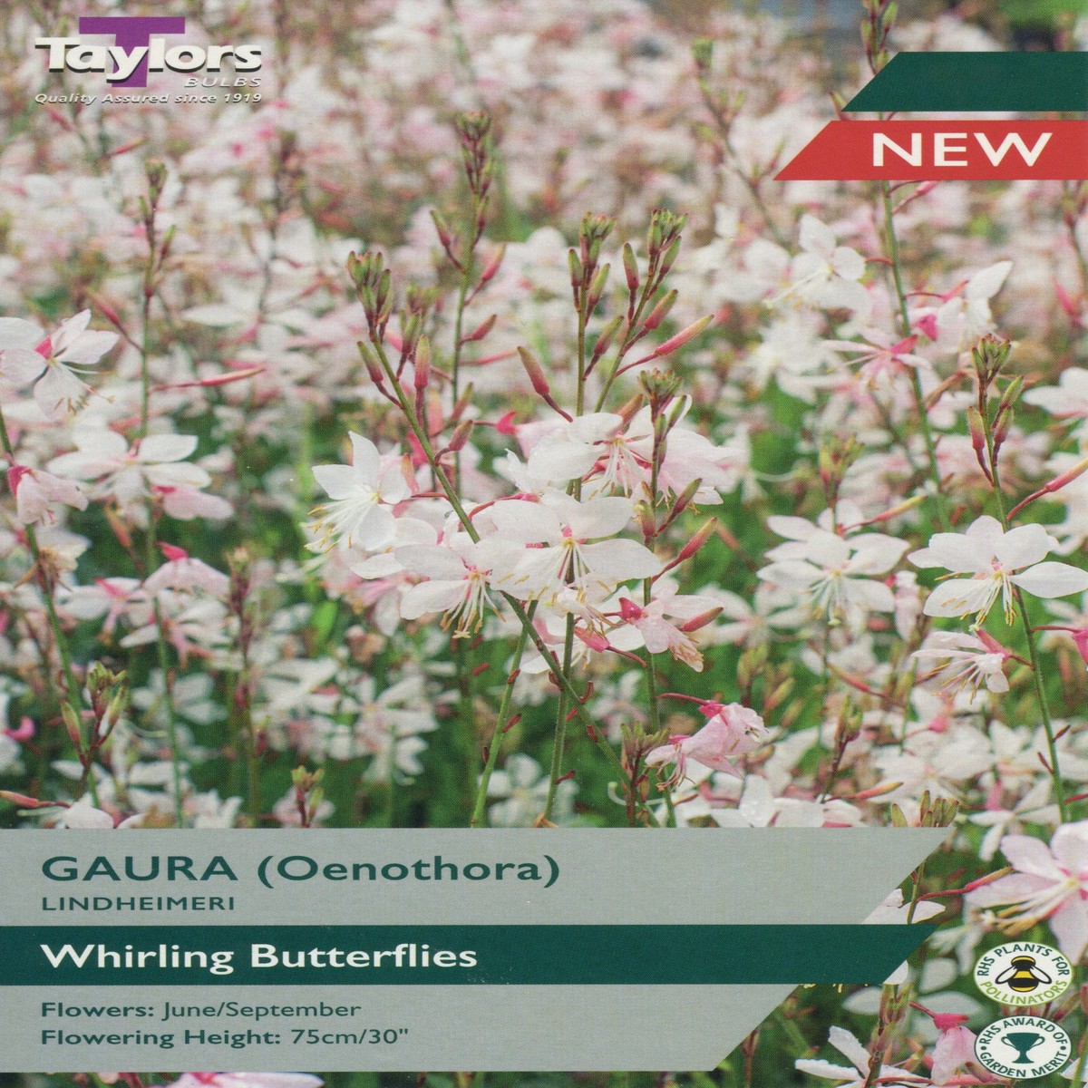 Taylors Gaura Lindheimeri