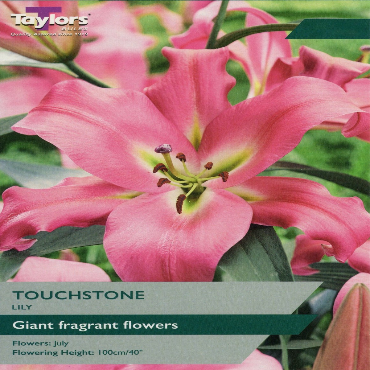 Taylors Lily Touchstone