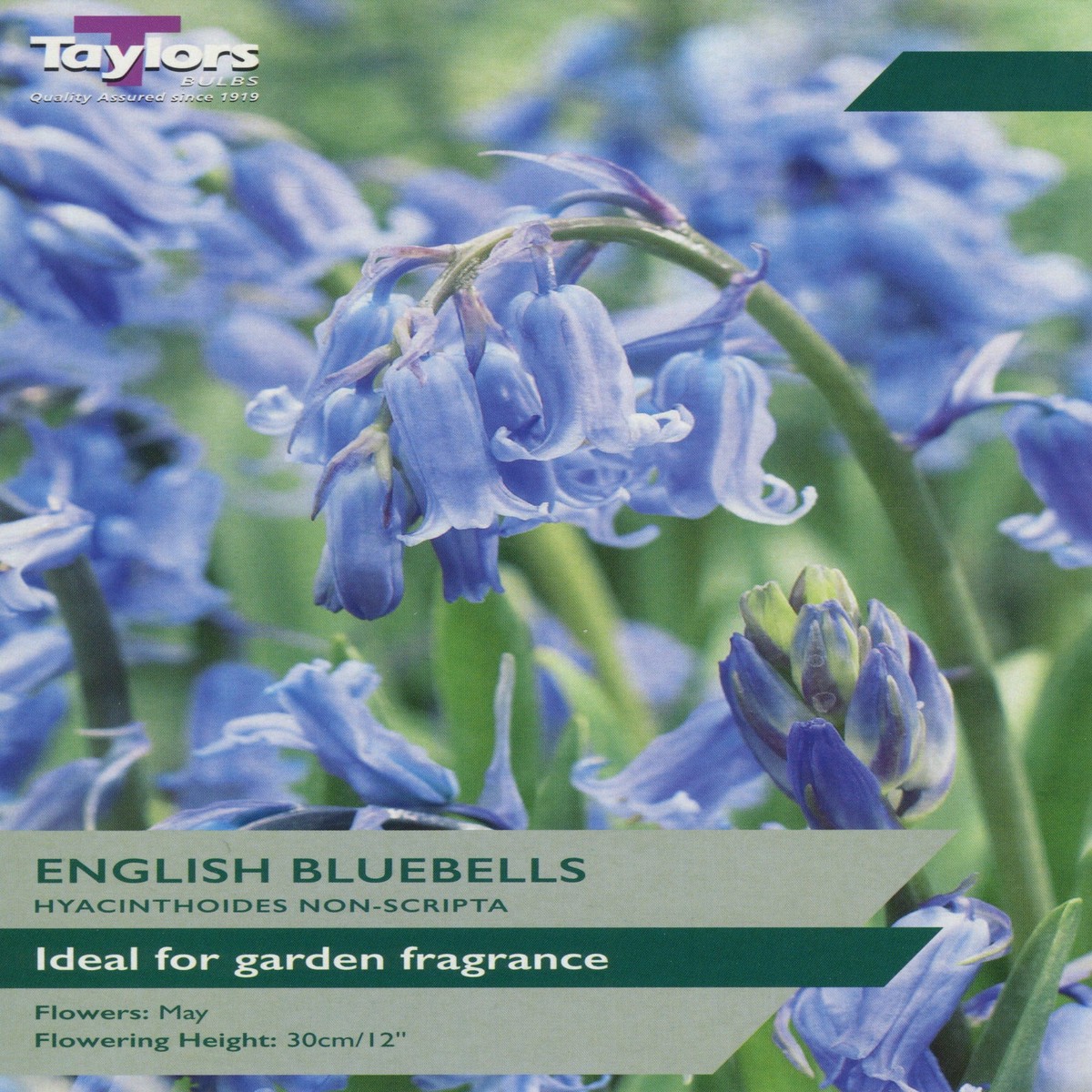 Taylors Bulbs English Bluebells 8 pack