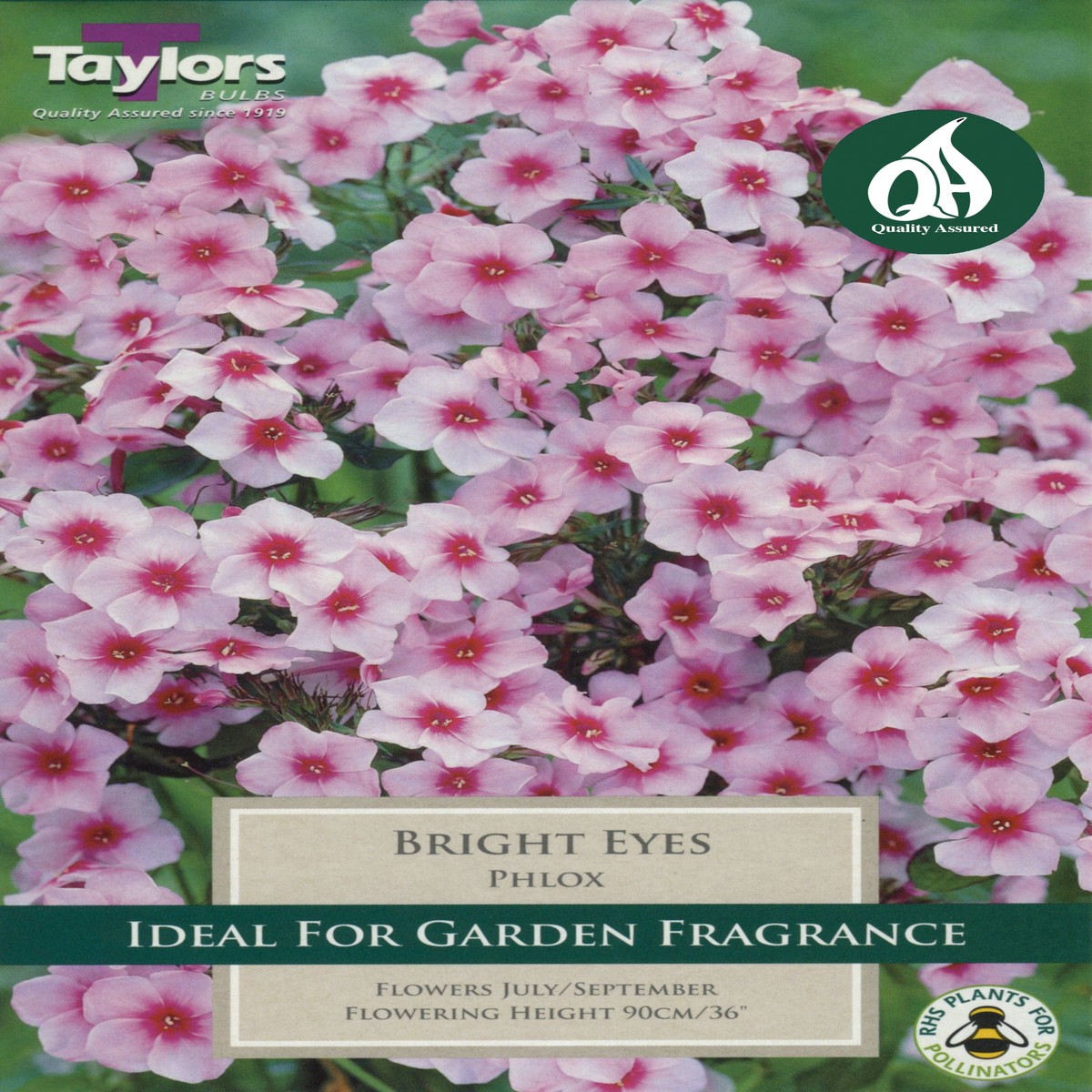 Taylors Phlox Bright Eyes