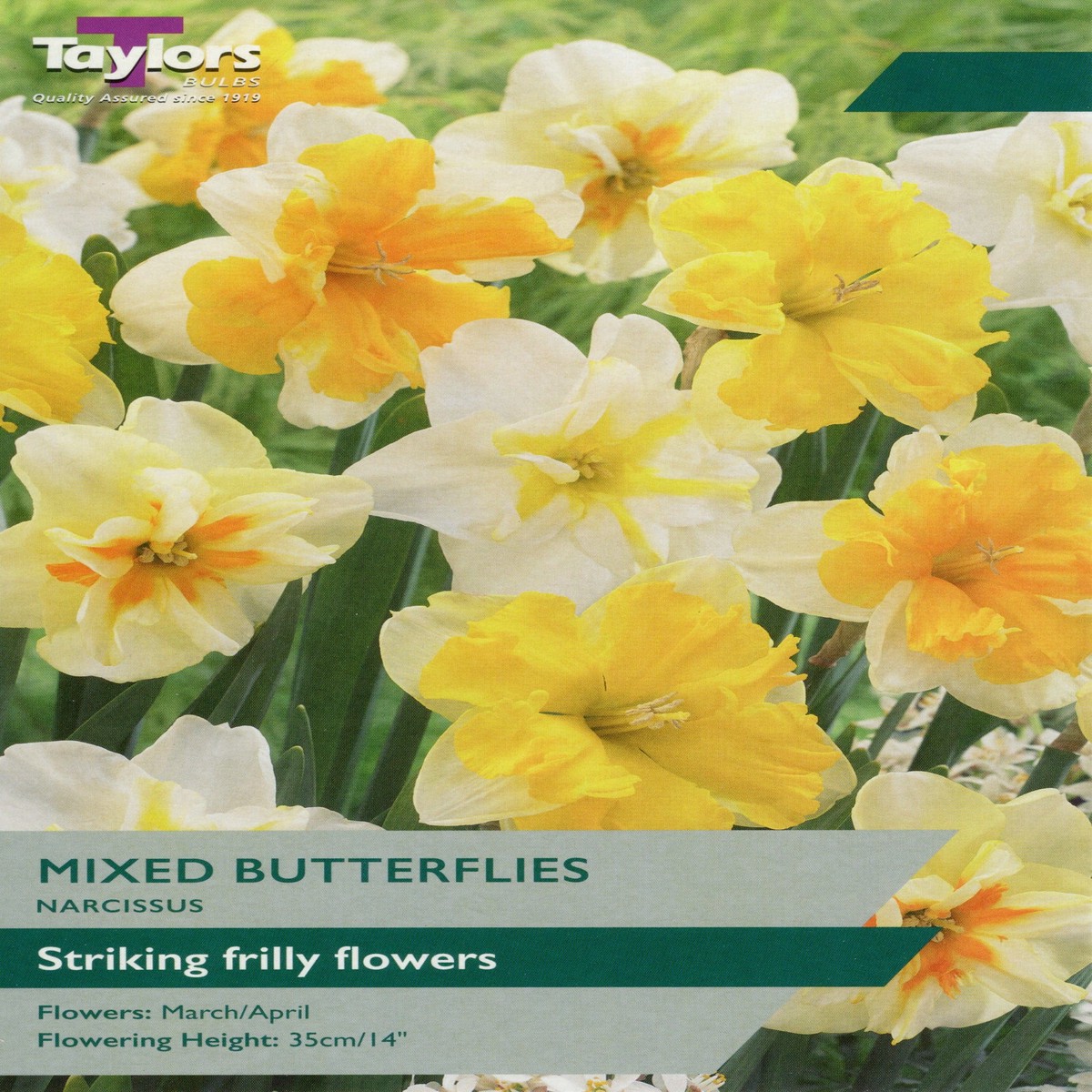 Taylors Bulbs Narcissus Butterflies mix pack of 7