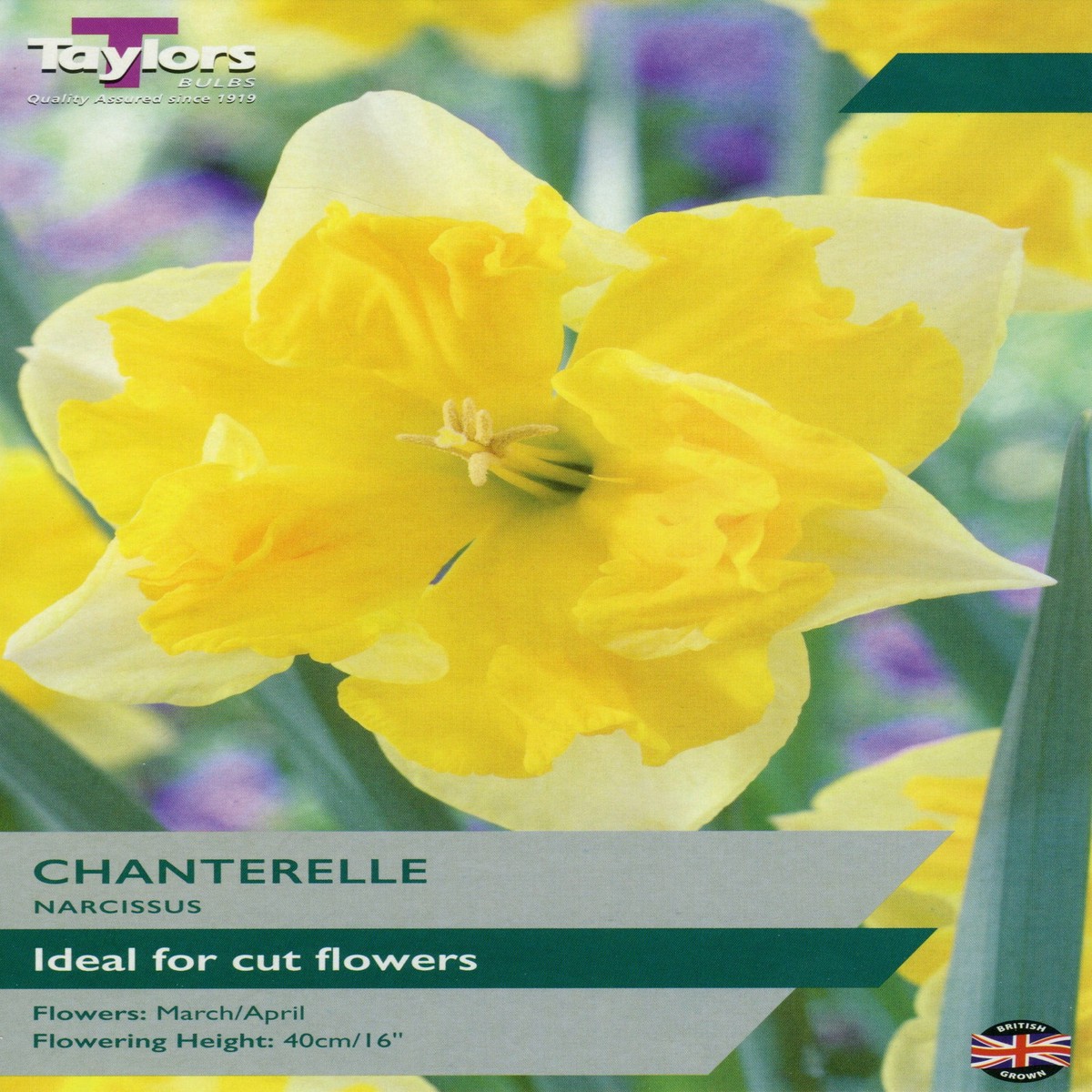 Taylors Bulbs Narcissus Chanterelle pack of 7