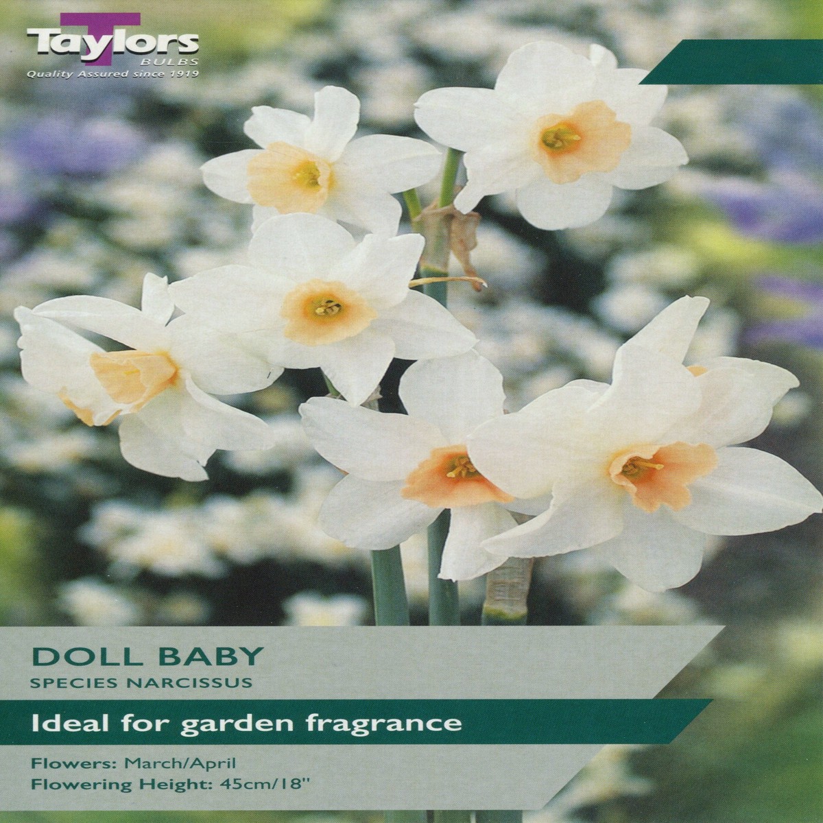 Taylors Bulbs Narcissus Doll Baby pack of 8