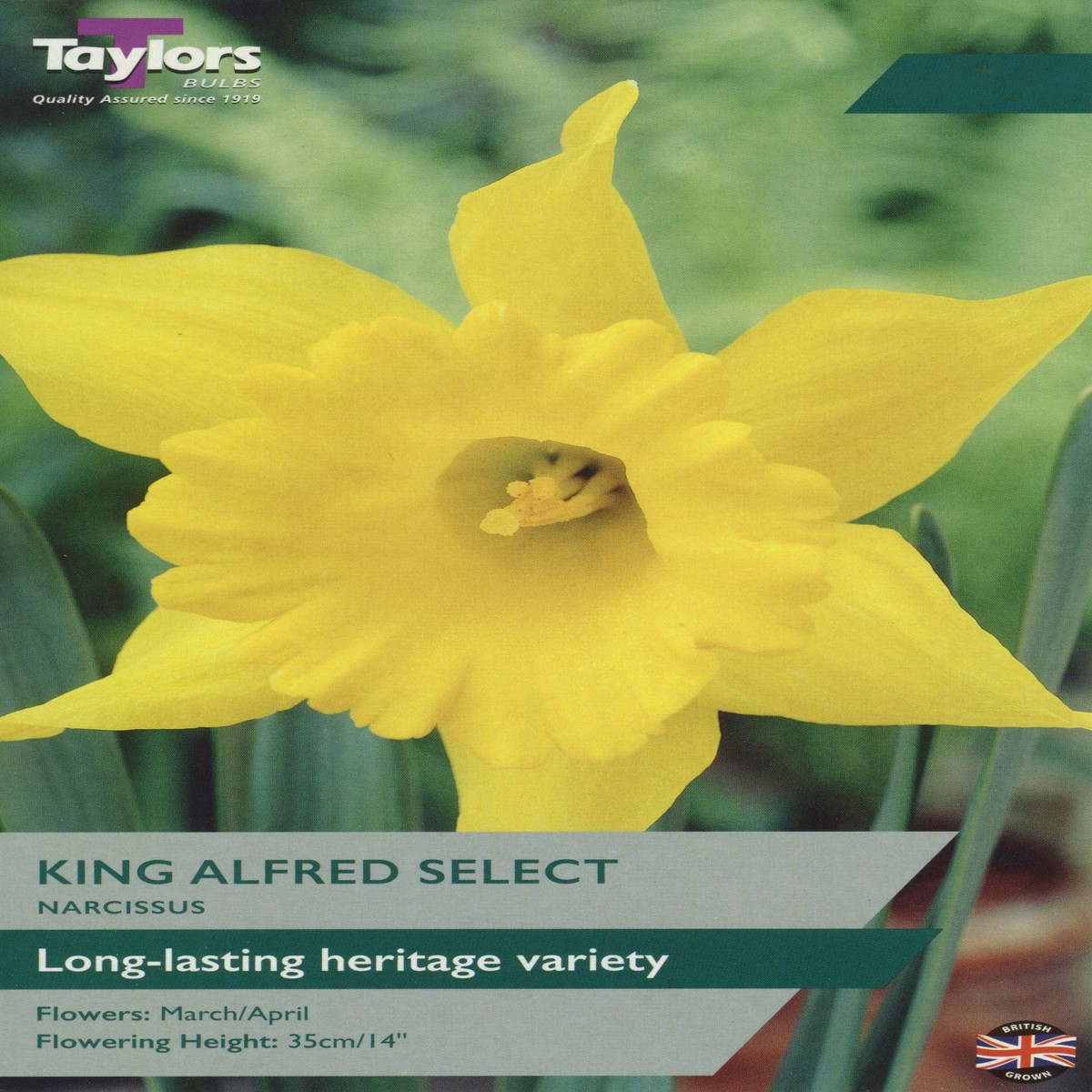 Taylors Bulbs Narcissus King Alfred 6kg