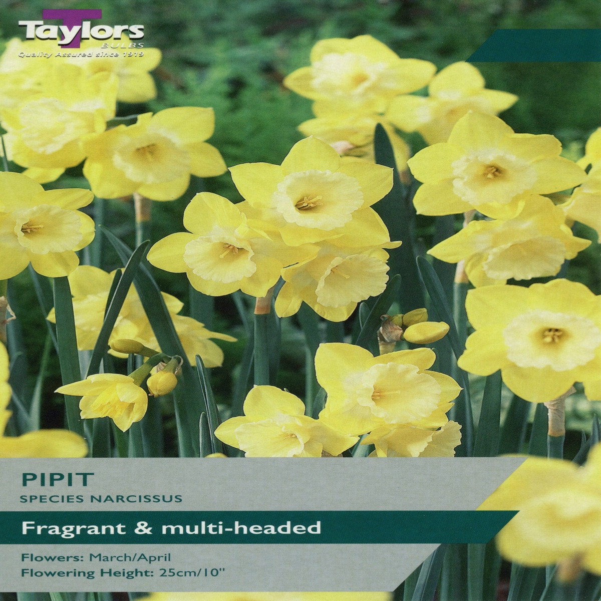 Taylors Bulbs Narcissus Pipit pack of 7